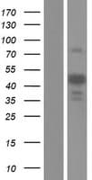 ST3GAL3 / ST3N Protein (Over-Expression Lysate Myc-DDK (Flag))