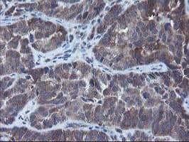 VBP1 Antibody (clone OTI1G3)