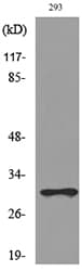CGREF1 Antibody
