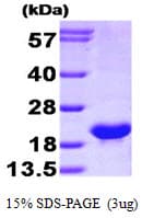 Human BCL2L2 / Bcl-w Protein (Recombinant His)