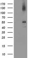 LMCD1 Antibody (clone OTI2G5)