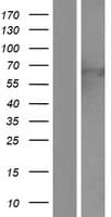 GPC3 / Glypican 3 Protein (Over-Expression Lysate Myc-DDK (Flag))