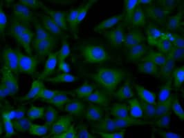 SNX9 / WISP Antibody (clone OTI1E2, Carrier-free)
