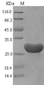 Mouse SDF2 Protein (Recombinant 10His, N-terminus + Myc, C-terminus)