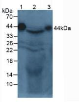 AZGP1 / ZAG Antibody (aa178-307)