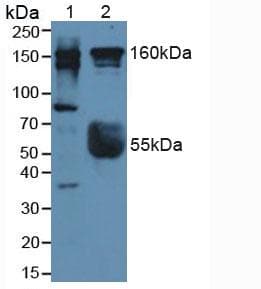 ROCK2 Antibody (aa904-1140)