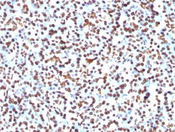 Histone Antibody (clone 1415-1)