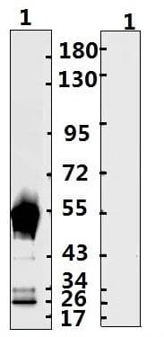 Recombinant Monoclonal Human anti-Coronavirus SARS-CoV-2 Nucleoprotein Antibody (WB)
