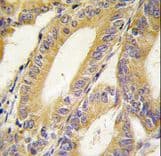 XIAP Antibody (aa1-30)