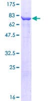 Human CCT3 Protein (Recombinant GST)