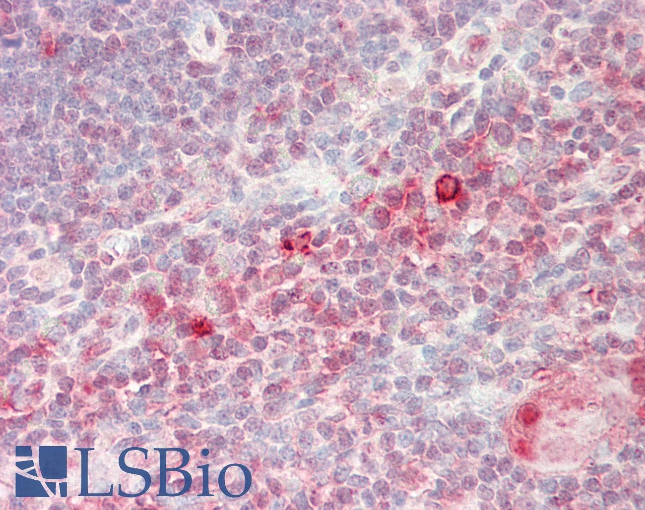 PSMA5 Antibody (aa143-192)