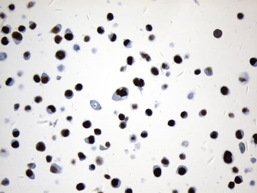 MCM2 Antibody (clone UMAB238, Carrier-free)
