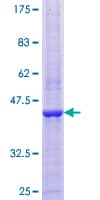 Human EGLN1 / PHD2 Protein (Recombinant GST)
