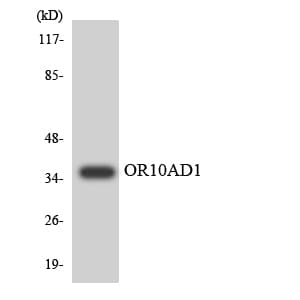 OR10AD1 Antibody (aa127-176)