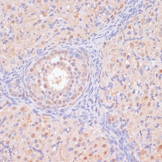BYSL Antibody