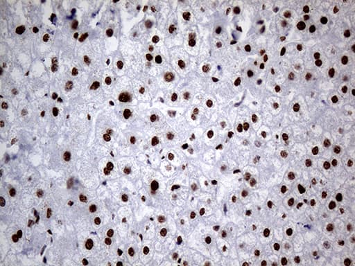 HNRNPH1 / hnRNP H Antibody (clone OTI2E8)