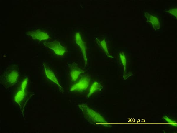 ZNF174 Antibody (clone 2D7-E9)