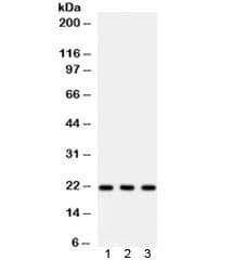 SDC4 / Syndecan 4 Antibody
