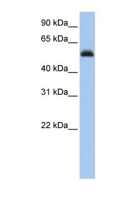 AML1 / RUNX1 Antibody (C-Terminus)