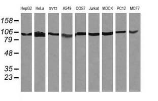 PIK3R5 Antibody (clone OTI5B1)