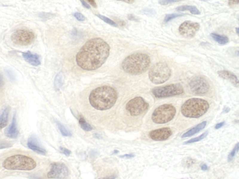 DGCR8 Antibody (aa1-50)