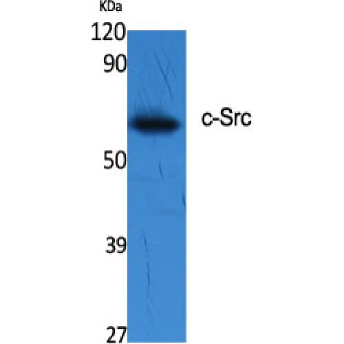 SRC Antibody (360-440 aa)