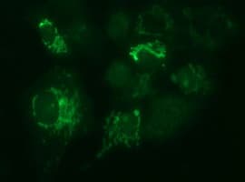 MUT / MCM Antibody (clone OTI2C8, Carrier-free)