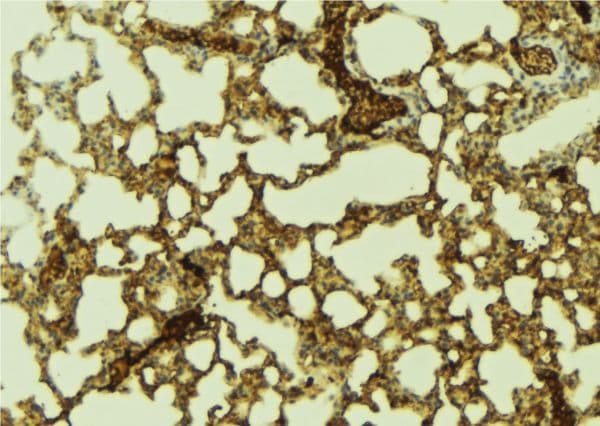PTTG1IP / PBF Antibody