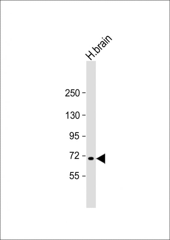 Polyclonal Rabbit anti-Human MAN1C1 Antibody (N-Terminus, WB)