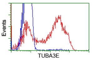 TUBA3E / Tubulin Alpha 3E Antibody (clone OTI10B4)