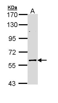 IHC-plus™ ELP3 Antibody