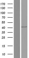 TNFRSF25 / DR3 Protein (Over-Expression Lysate Myc-DDK (Flag))