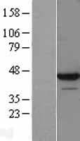 Luc7 / LUC7L Protein (Over-Expression Lysate Myc-DDK (Flag))