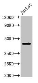 Polyclonal Rabbit anti-Human LPXN / Leupaxin Antibody