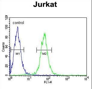 HVCN1 / HV1 Antibody (aa1-30)