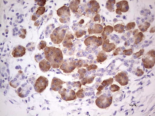 Monoclonal Mouse anti-Human GEMIN8 Antibody (clone OTI5B12, IHC, WB)