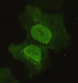 SOX2 Antibody