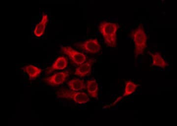 OR5D16 Antibody