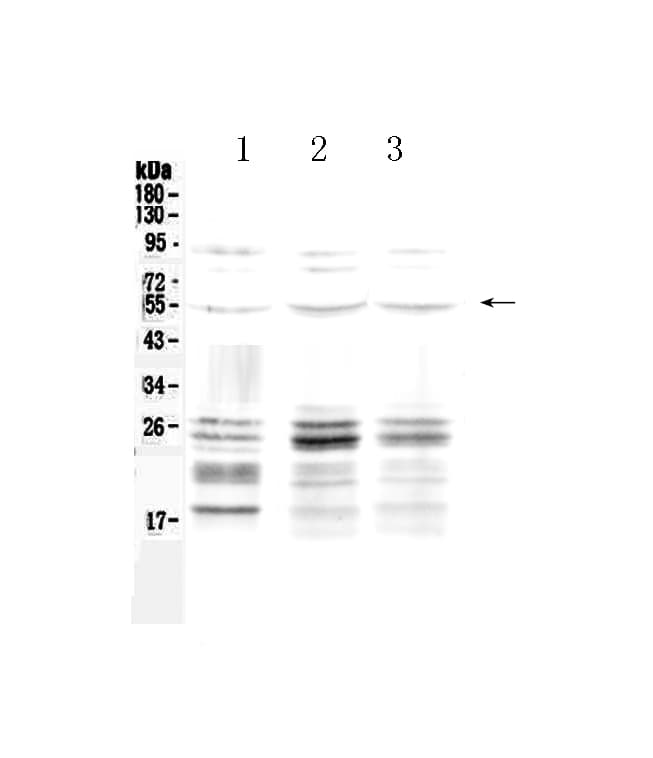 PTEN Antibody
