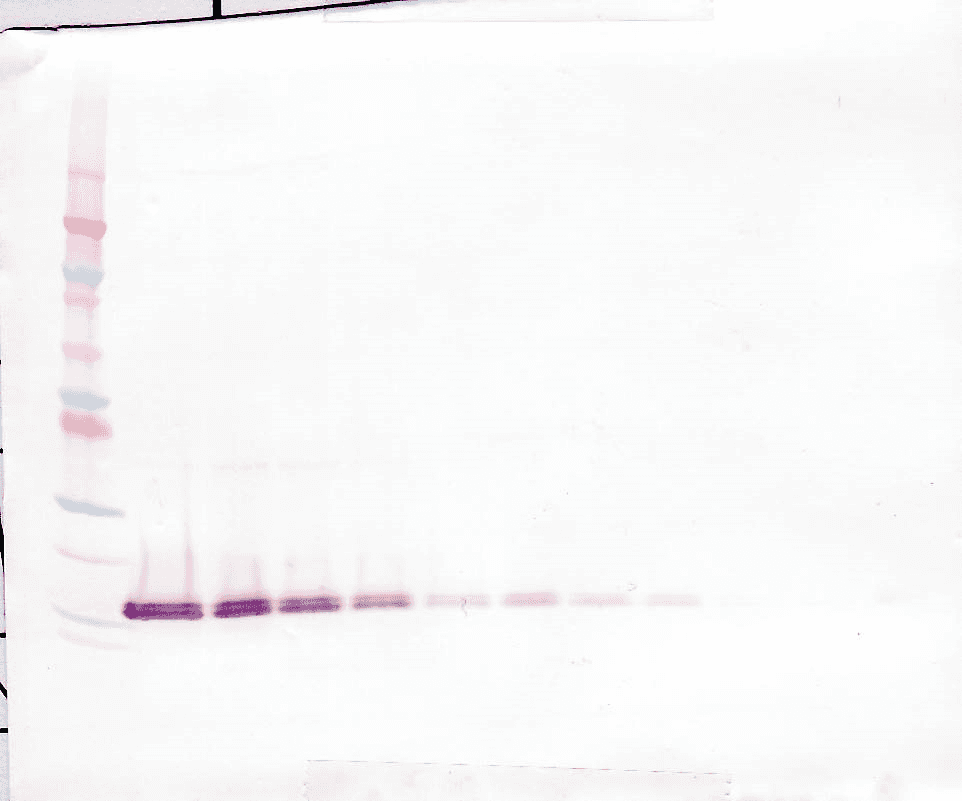 FGF1 / Acidic FGF Antibody (Biotin)