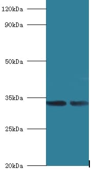 MRPL19 Antibody (Biotin)