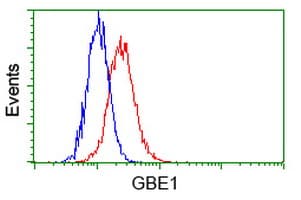 GBE1 Antibody (clone OTI5B7)