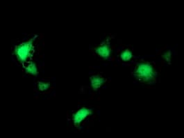 SEC14L2 Antibody (clone OTI1F10, Carrier-free)
