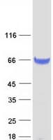 Human CPNE1 / Copine I Protein (Recombinant Myc-DDK (Flag))