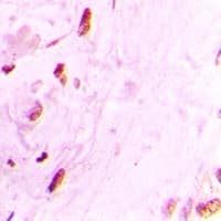 RNF166 Antibody