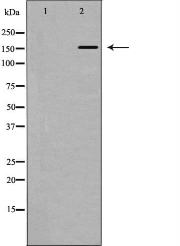 ITGB1 / Integrin Beta 1 / CD29 Antibody