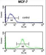 SUMO1 / SMT3 Antibody
