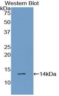 GAL / Galanin Antibody (aa36-123)