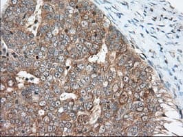 KSP32 / MIOX Antibody (clone OTI4G7, Carrier-free)