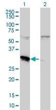 MLF2 Antibody (clone 2F6-1E3)